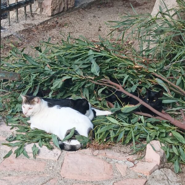 WhatsApp Image 2026-06-24 at 16.53.41